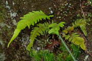 DPPhotography - Maderia - Polystichum setiferum - A