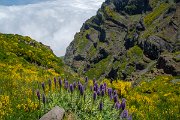 DPPhotography - Maderia - Pride of Madeira, Echium candicans - B
