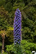 DPPhotography - Maderia - Pride of Madeira, Echium candicans - F