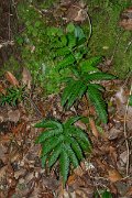 DPPhotography - Maderia - Pteris incompleta - B