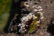 DPPhotography - Maderia - Saxifraga pickeringii - A