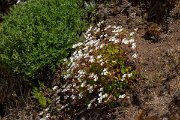 DPPhotography - Maderia - Saxifraga pickeringii - B