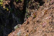 DPPhotography - Maderia - Saxifraga pickeringii - E