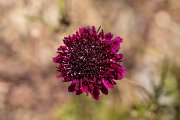 DPPhotography - Maderia - Scabiosa atropurpurea - A