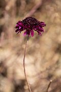 DPPhotography - Maderia - Scabiosa atropurpurea - B
