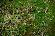 DPPhotography - Maderia - Selaginella denticulata - A