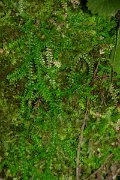 DPPhotography - Maderia - Selaginella denticulata - B
