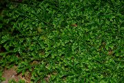 DPPhotography - Maderia - Selaginella denticulata - D
