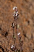 DPPhotography - Maderia - Silene gallica - B