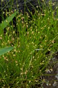 DPPhotography - Maderia - Slender club-rush, Isolepis cernua - A