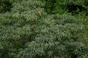 DPPhotography - Maderia - Solanum mauritianum - A