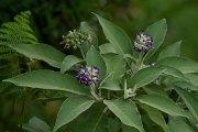 DPPhotography - Maderia - Solanum mauritianum - C