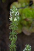 DPPhotography - Maderia - Stachys ocymastrum - A