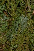 DPPhotography - Maderia - Tunbridge filmy-fern, Hymenophyllum tunbridgense - A