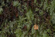 DPPhotography - Maderia - Tunbridge filmy-fern, Hymenophyllum tunbridgense - C