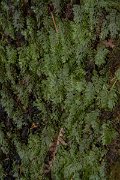 DPPhotography - Maderia - Tunbridge filmy-fern, Hymenophyllum tunbridgense - D