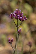 DPPhotography - Maderia - Verbena bonariensis - A