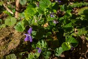 DPPhotography - Maderia - Viola riviniana - B