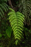 DPPhotography - Maderia - Woodwardia radicans - B