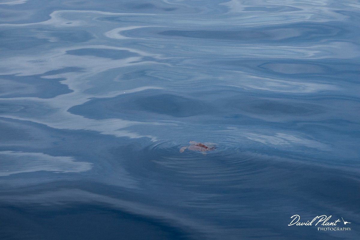 DPPhotography - Maderia - Loggerhead sea turtle - B.jpg - Loggerhead sea-turtle - Sea SE Madeira, Madeira