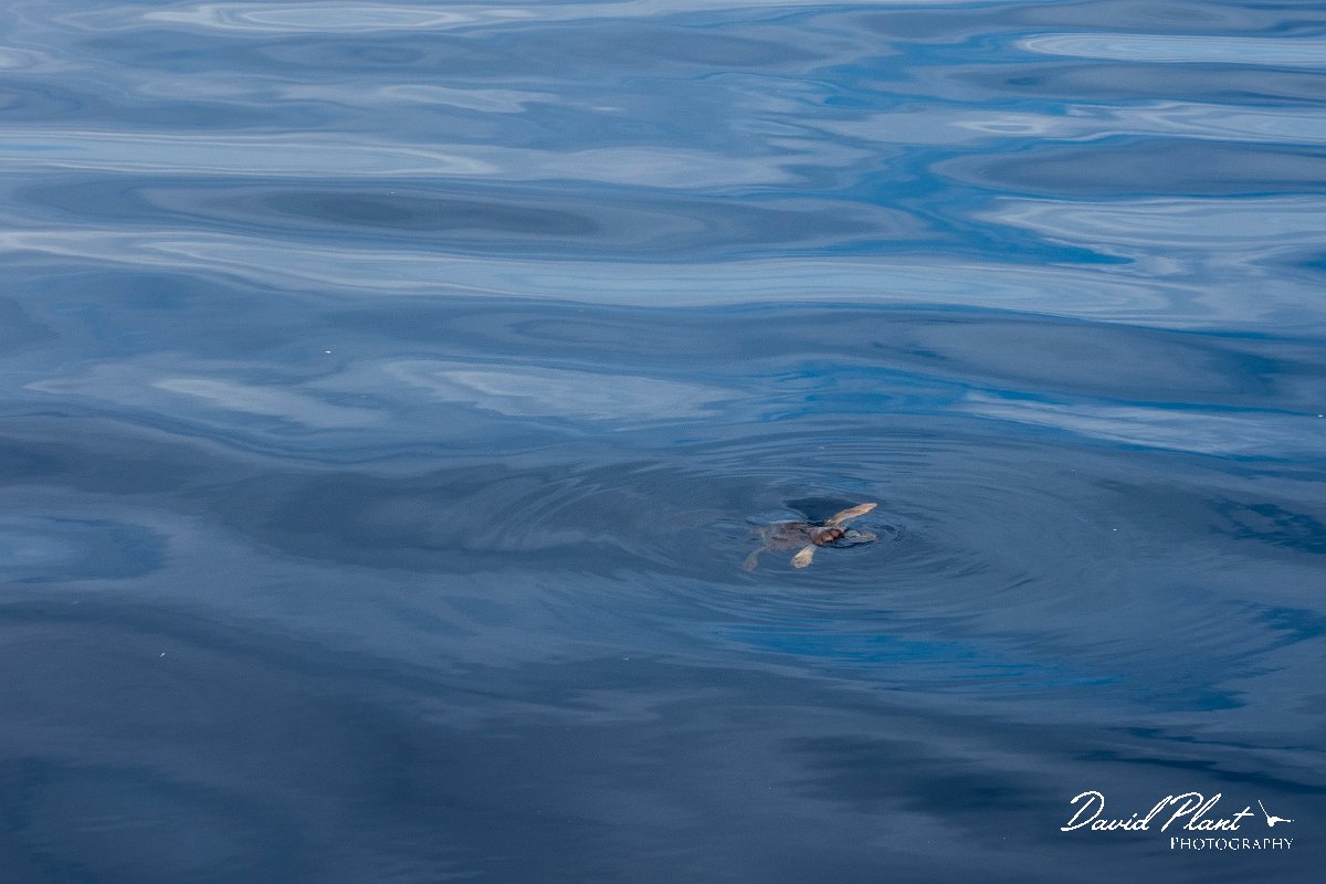 DPPhotography - Maderia - Loggerhead sea turtle - C.jpg - Loggerhead sea-turtle - Sea SE Madeira, Madeira