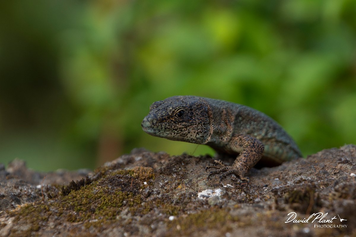 DPPhotography - Maderia - Madeiran wall lizard - A.jpg - Madeiran wall lizard - Balcoes, Madeira