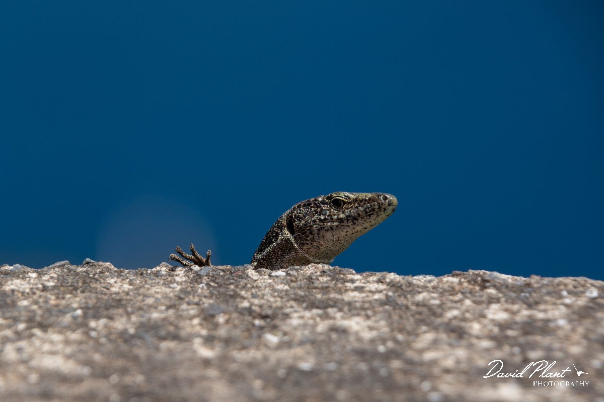 DPPhotography - Maderia - Madeiran wall lizard - B.jpg - Madeiran wall lizard - ER-213 viewpoint, Madeira