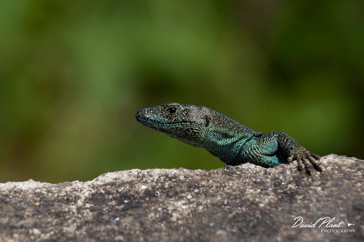 DPPhotography - Maderia - Madeiran wall lizard - C.jpg - Madeiran wall lizard - ER-213 viewpoint, Madeira