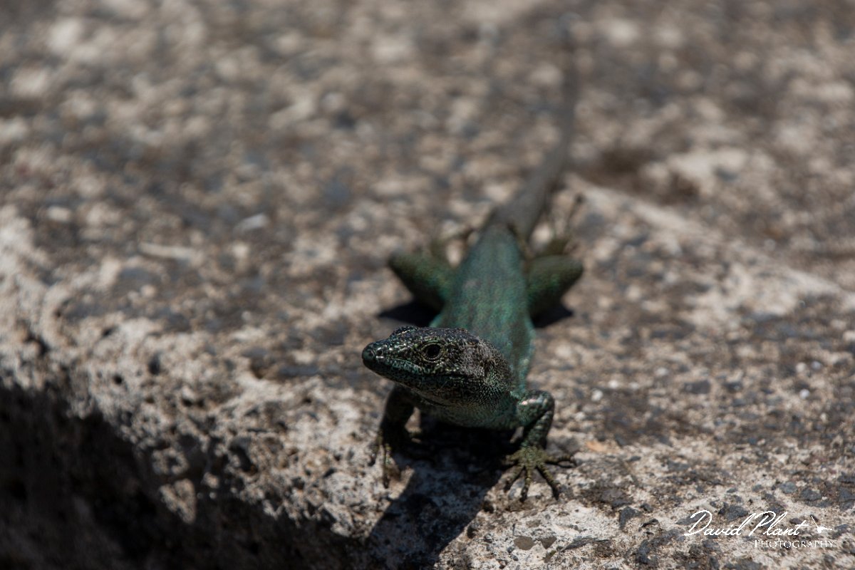 DPPhotography - Maderia - Madeiran wall lizard - E.jpg - Madeiran wall lizard - ER-213 viewpoint, Madeira