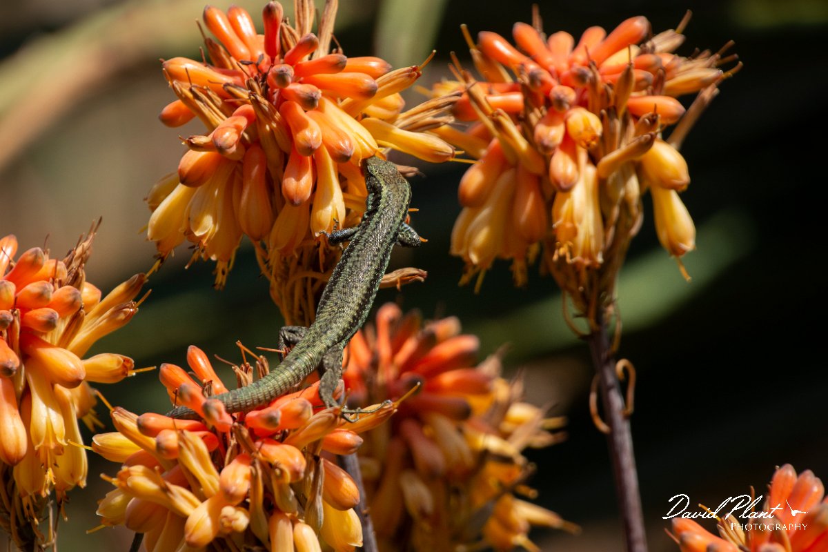 DPPhotography - Maderia - Madeiran wall lizard - F.jpg - Madeiran wall lizard - Jardin Botanico, Madeira