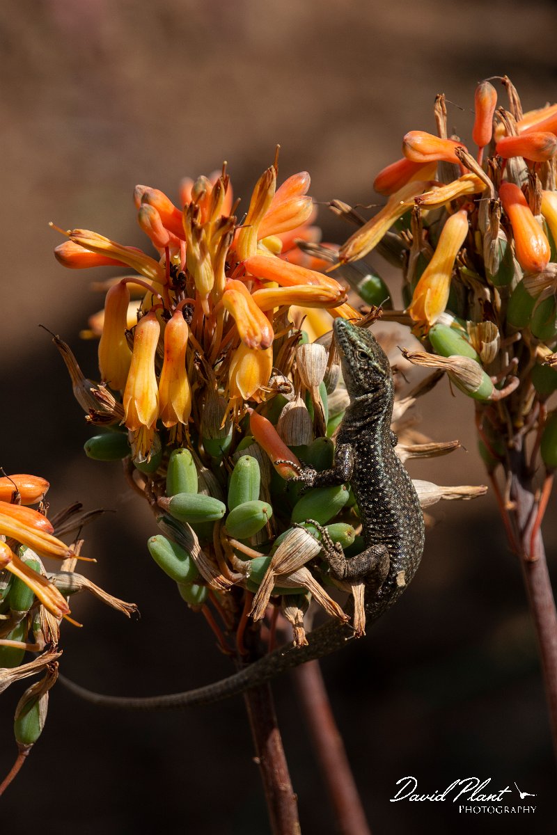DPPhotography - Maderia - Madeiran wall lizard - G.jpg - Madeiran wall lizard - Jardin Botanico, Madeira