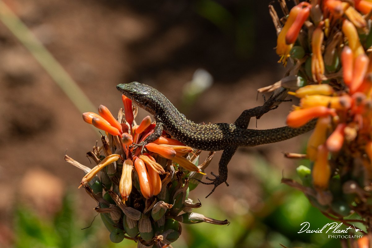 DPPhotography - Maderia - Madeiran wall lizard - H.jpg - Madeiran wall lizard - Jardin Botanico, Madeira