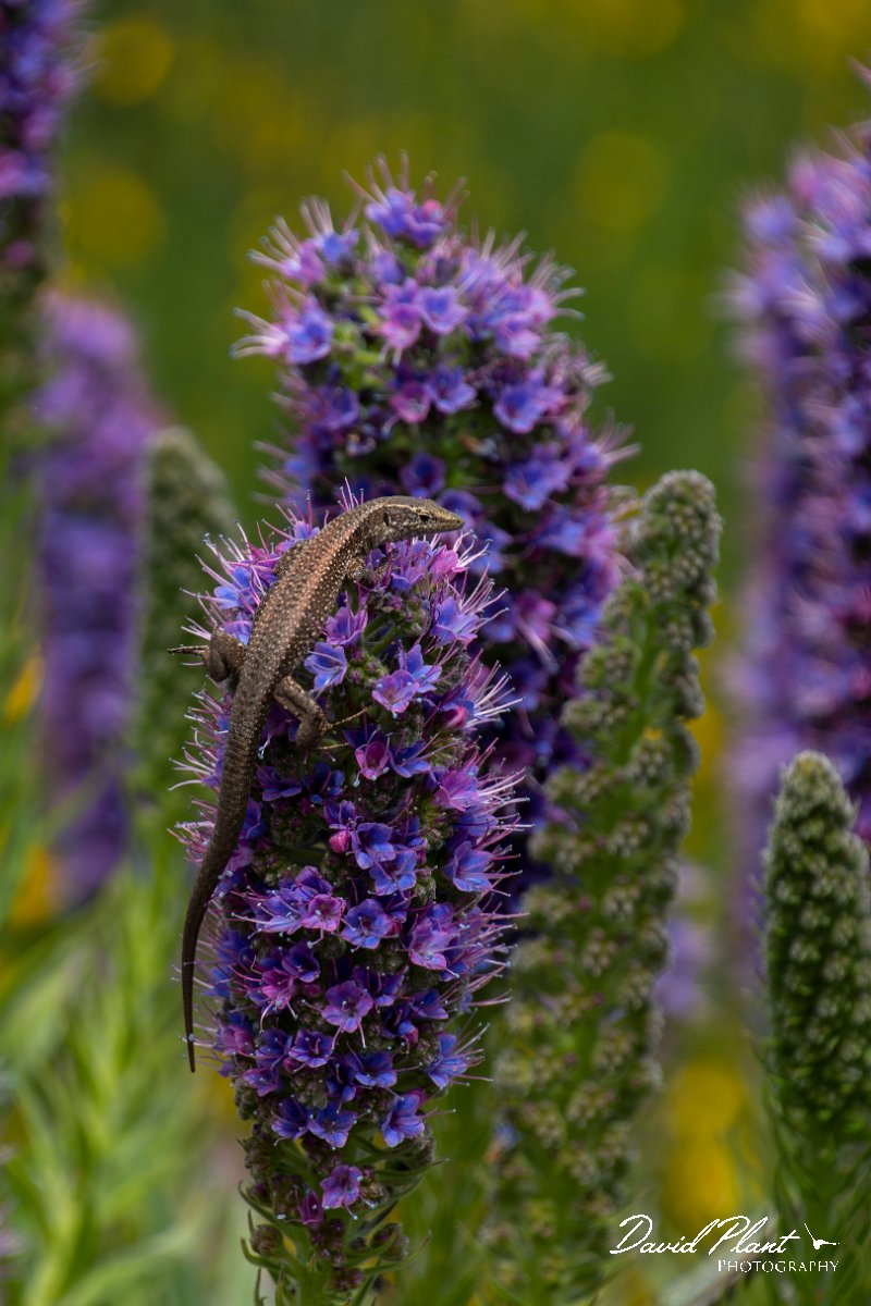 DPPhotography - Maderia - Madeiran wall lizard - J.jpg - Madeiran wall lizard - Pico do Ariero, Madeira