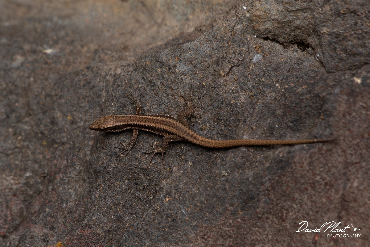 DPPhotography - Maderia - Madeiran wall lizard - K.jpg - Madeiran wall lizard - Ribeira da Janela, Madeira