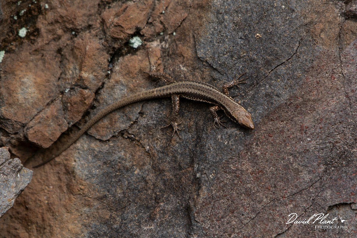 DPPhotography - Maderia - Madeiran wall lizard - L.jpg - Madeiran wall lizard - Ribeira da Janela, Madeira