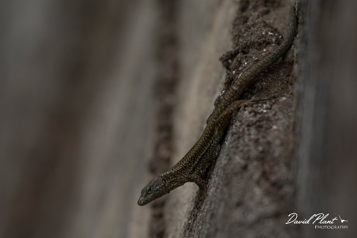 DPPhotography - Maderia - Madeiran wall lizard - M.jpg - Madeiran wall lizard - Ribeira da Janela, Madeira
