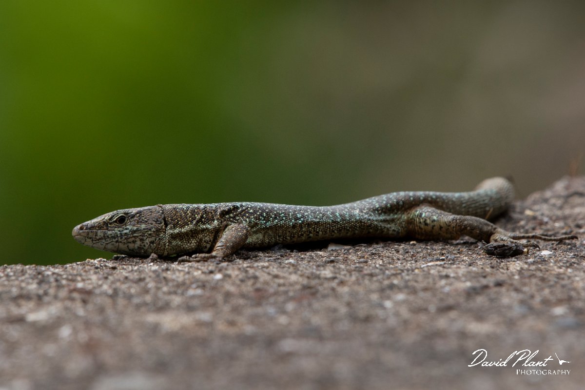 DPPhotography - Maderia - Madeiran wall lizard - N.jpg - Madeiran wall lizard - Ribeira da Janela, Madeira