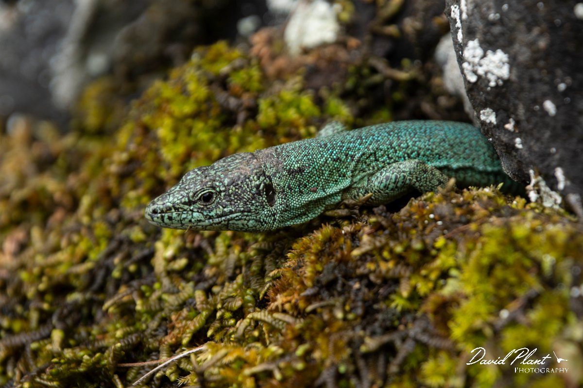 DPPhotography - Maderia - Madeiran wall lizard - O.jpg - Madeiran wall lizard - Seixal area, Madeira