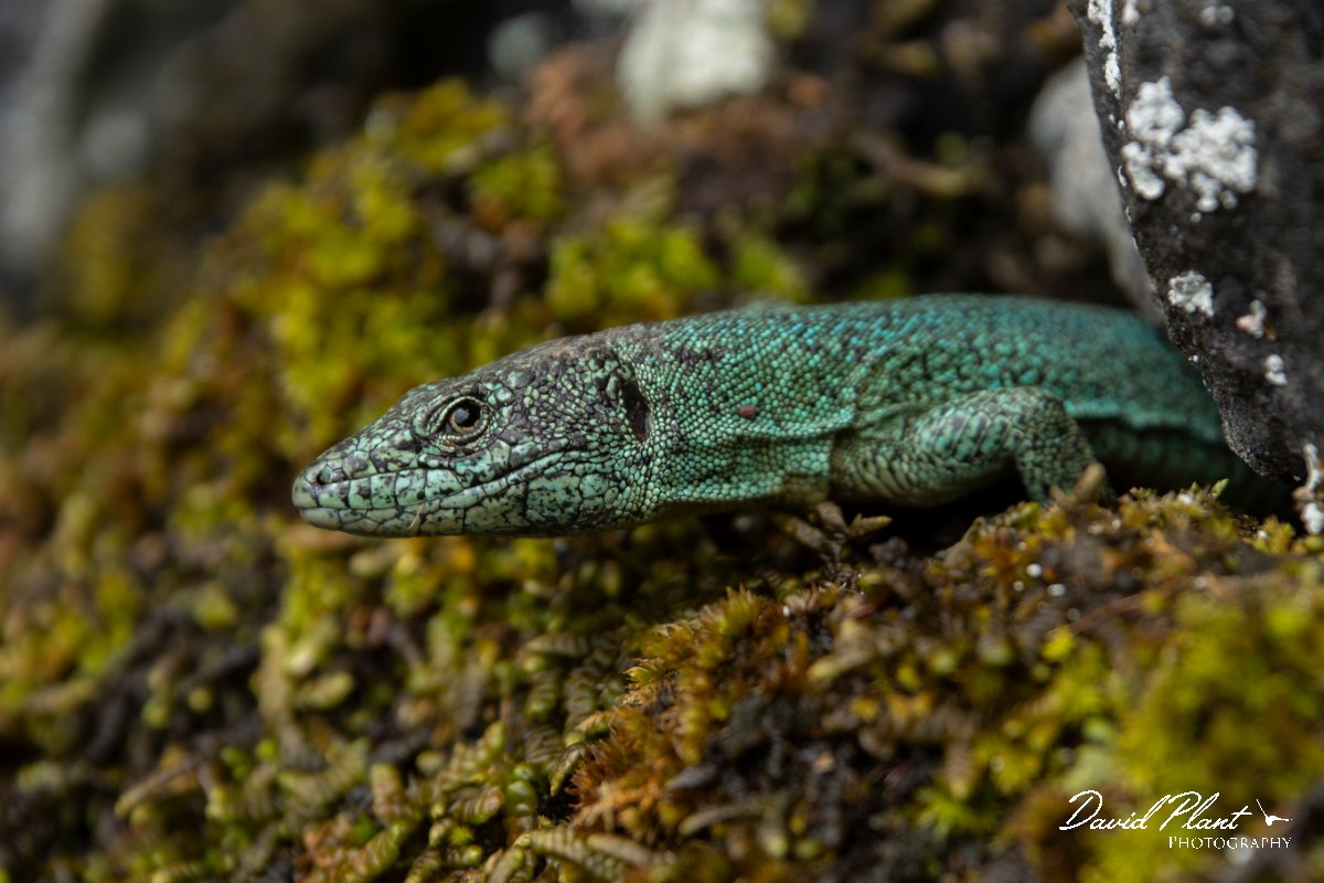 DPPhotography - Maderia - Madeiran wall lizard - P.jpg - Madeiran wall lizard - Seixal area, Madeira