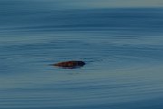 DPPhotography - Maderia - Loggerhead sea turtle - A