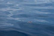 DPPhotography - Maderia - Loggerhead sea turtle - B