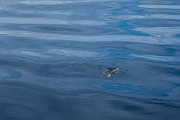 DPPhotography - Maderia - Loggerhead sea turtle - C