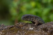 DPPhotography - Maderia - Madeiran wall lizard - A