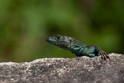 DPPhotography - Maderia - Madeiran wall lizard - C