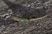 DPPhotography - Maderia - Madeiran wall lizard - D