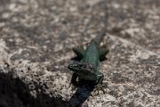 DPPhotography - Maderia - Madeiran wall lizard - E