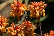 DPPhotography - Maderia - Madeiran wall lizard - F