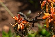 DPPhotography - Maderia - Madeiran wall lizard - H