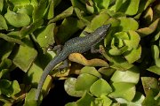 DPPhotography - Maderia - Madeiran wall lizard - I