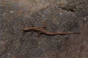DPPhotography - Maderia - Madeiran wall lizard - K